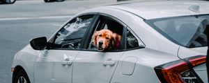 Preview wallpaper retriever, dog, protruding tongue, car