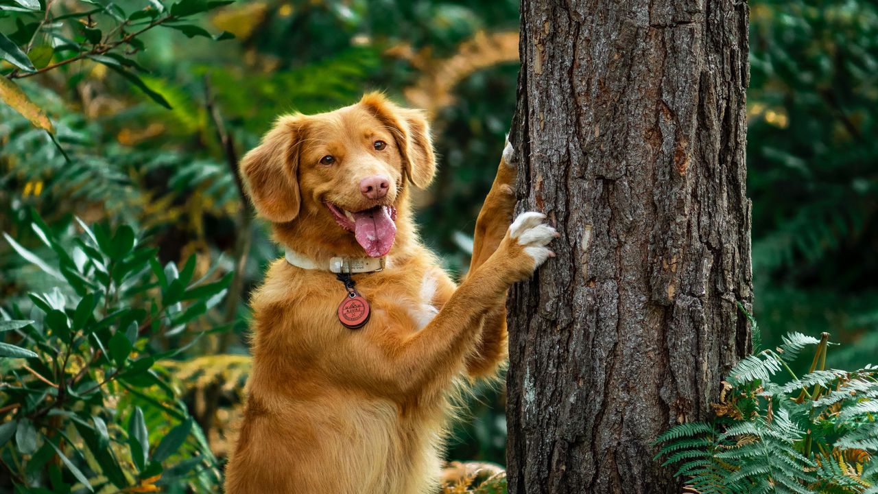 Wallpaper retriever, dog, tongue sticking out, funny, tree