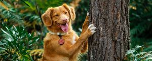 Preview wallpaper retriever, dog, tongue sticking out, funny, tree