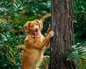 Preview wallpaper retriever, dog, tongue sticking out, funny, tree