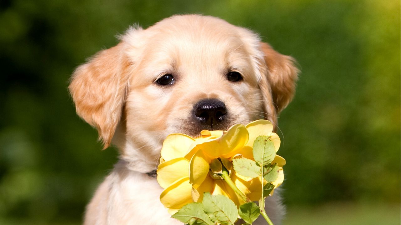 Wallpaper retriever, puppy, petals, flower