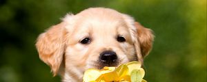 Preview wallpaper retriever, puppy, petals, flower