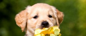 Preview wallpaper retriever, puppy, petals, flower
