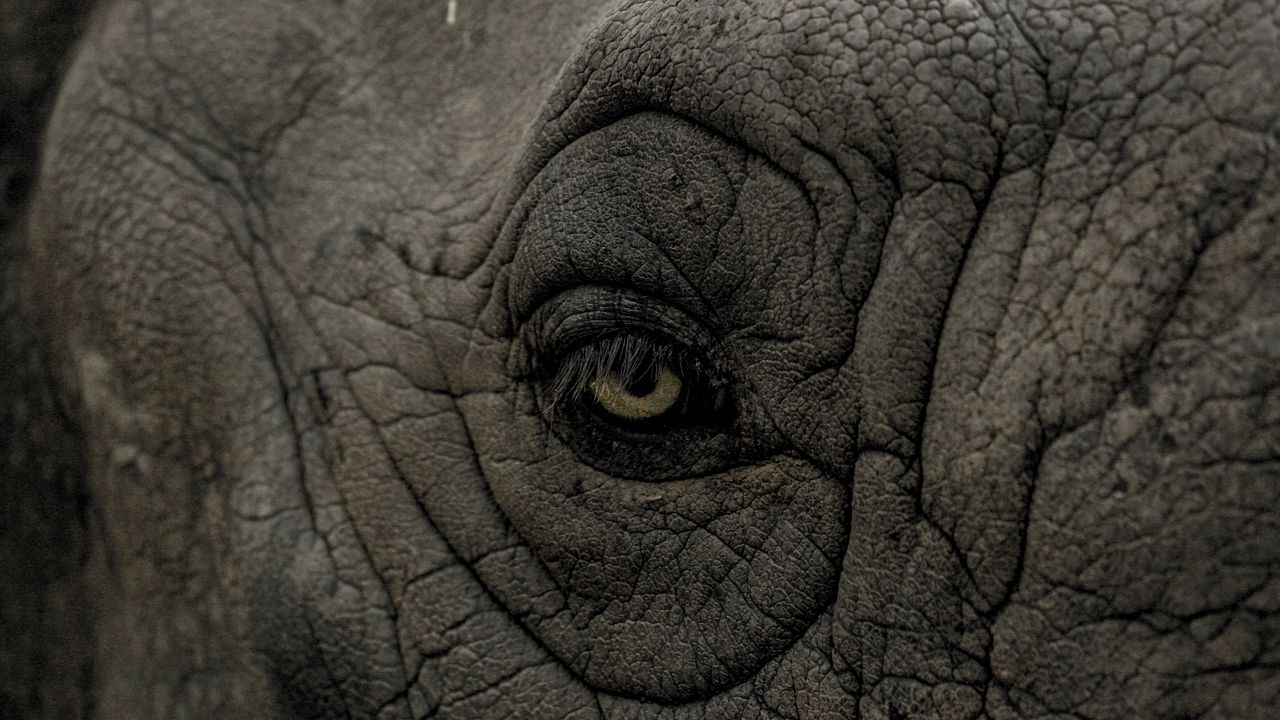 Wallpaper rhino, eye, wrinkles