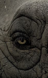 Preview wallpaper rhino, eye, wrinkles