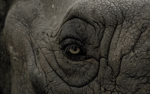 Preview wallpaper rhino, eye, wrinkles