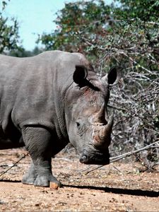 Preview wallpaper rhino, grass, dirt, shade