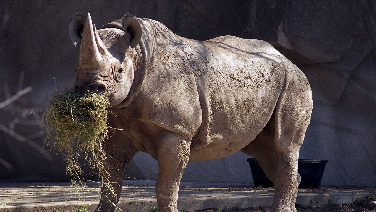 Wallpaper rhino, grass, food, horn
