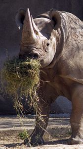 Preview wallpaper rhino, grass, food, horn