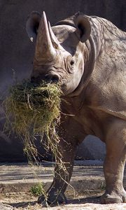Preview wallpaper rhino, grass, food, horn