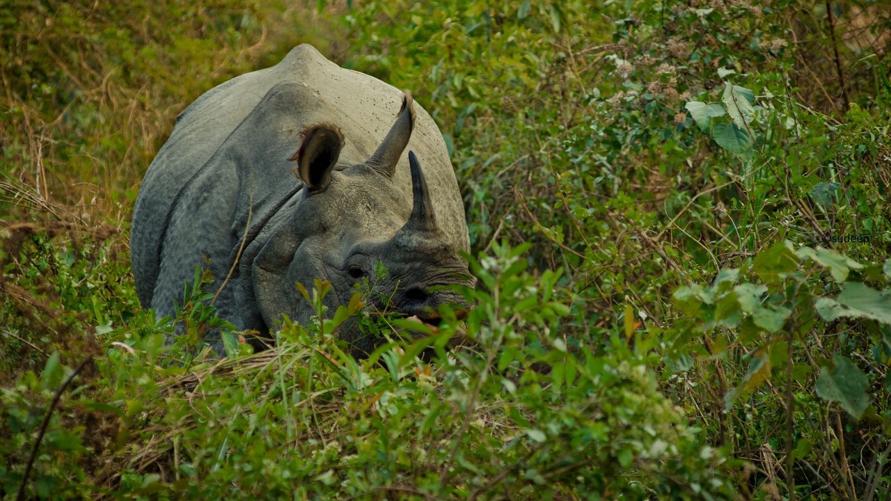 Wallpaper rhino, grass, hide, horn