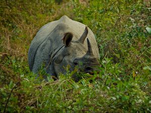 Preview wallpaper rhino, grass, hide, horn