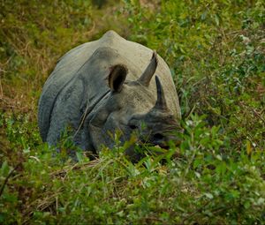 Preview wallpaper rhino, grass, hide, horn