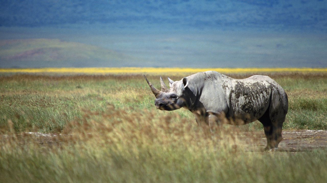 Wallpaper rhino, grass, walk, horn