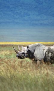 Preview wallpaper rhino, grass, walk, horn