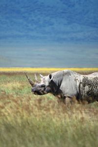 Preview wallpaper rhino, grass, walk, horn