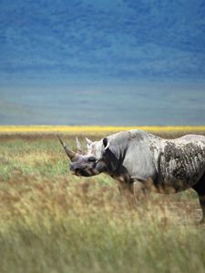 Preview wallpaper rhino, grass, walk, horn