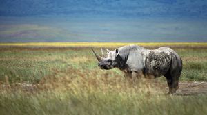 Preview wallpaper rhino, grass, walk, horn