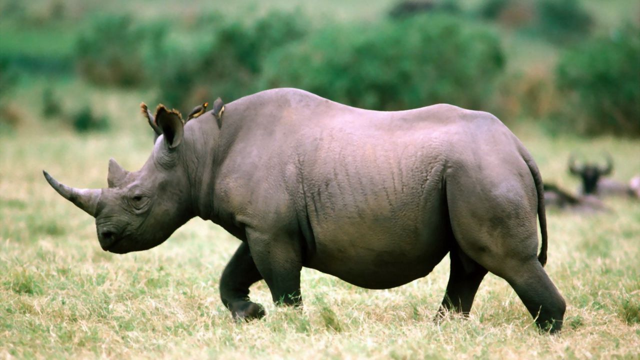 Wallpaper rhino, grass, walk