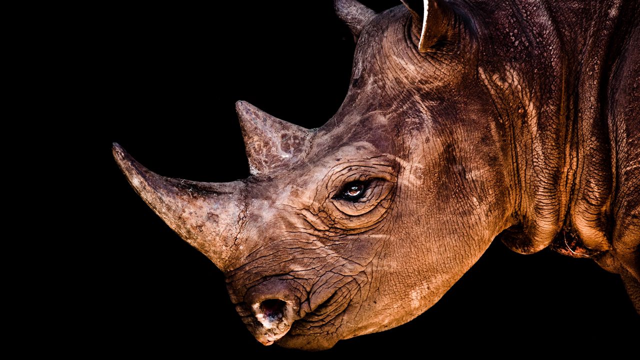Wallpaper rhino, head, shadow, profile