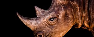 Preview wallpaper rhino, head, shadow, profile