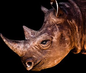 Preview wallpaper rhino, head, shadow, profile