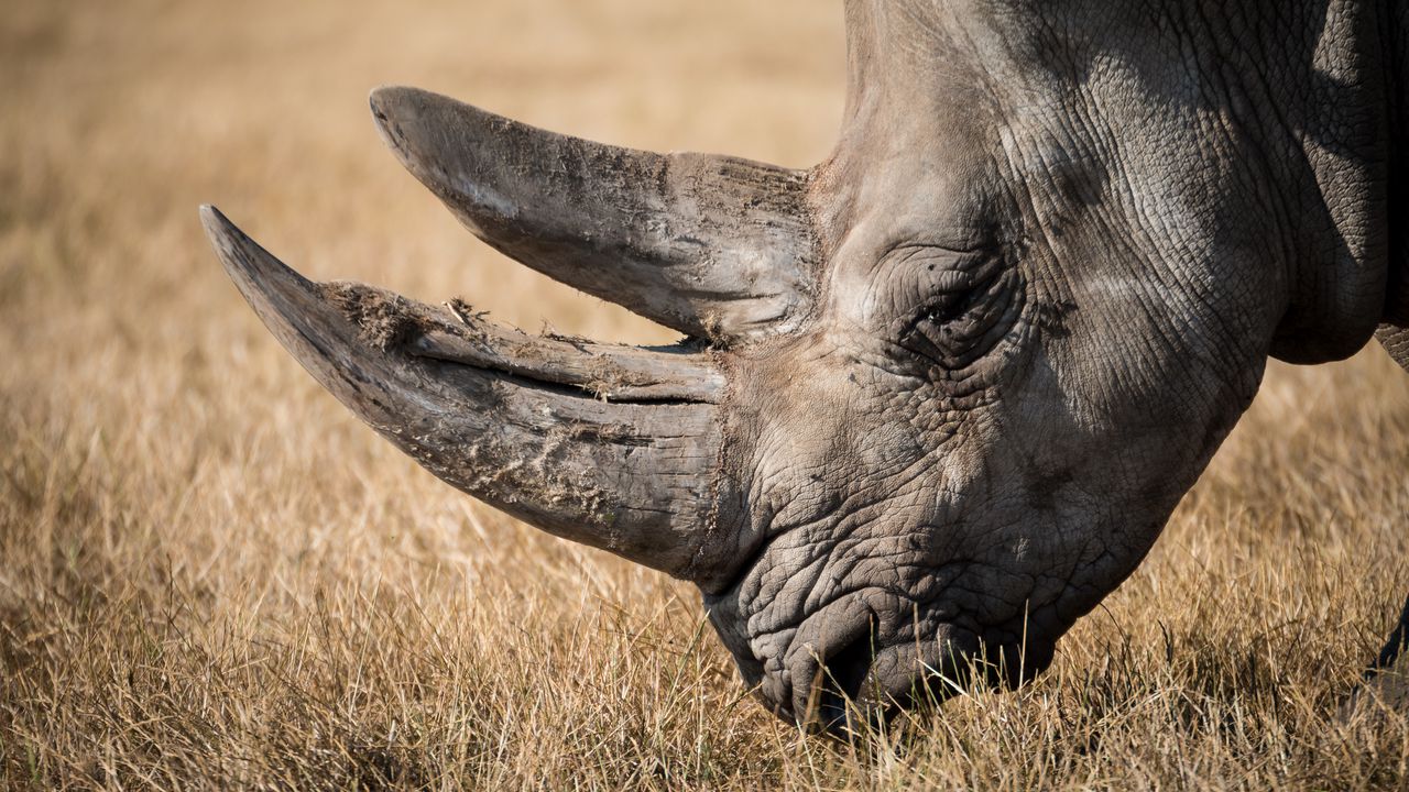 Wallpaper rhino, mammal, horn