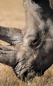 Preview wallpaper rhino, mammal, horn
