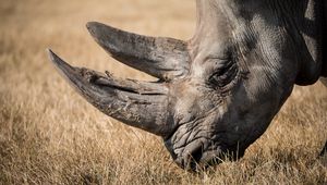 Preview wallpaper rhino, mammal, horn