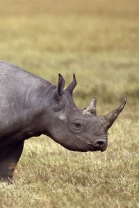 Preview wallpaper rhinoceros, field, grass, horn