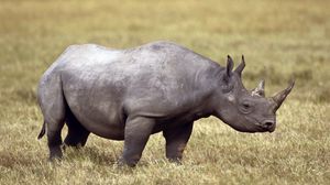 Preview wallpaper rhinoceros, field, grass, horn