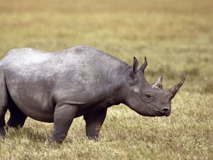 Preview wallpaper rhinoceros, field, grass, horn
