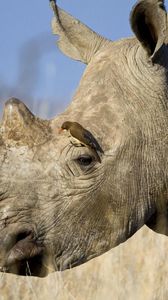 Preview wallpaper rhinoceros, horn, head, profile, poultry, grass