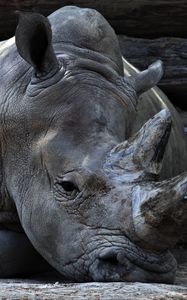 Preview wallpaper rhinoceros, horn, lying