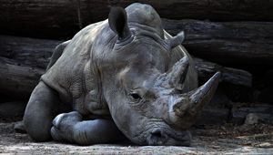 Preview wallpaper rhinoceros, horn, lying