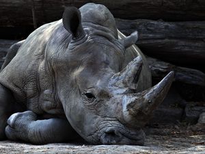 Preview wallpaper rhinoceros, horn, lying