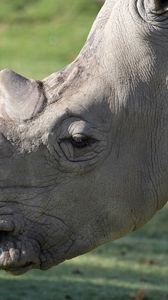 Preview wallpaper rhinoceros, muzzle, large