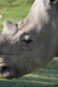 Preview wallpaper rhinoceros, muzzle, large
