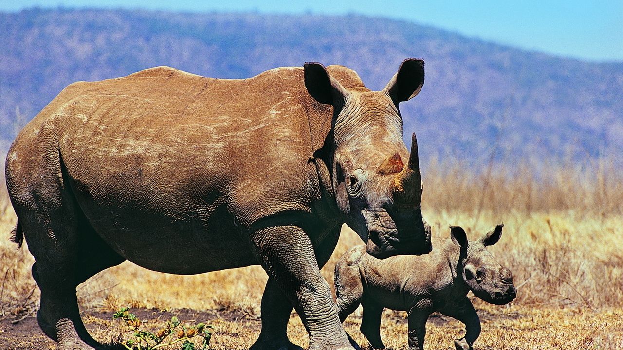 Wallpaper rhinoceroses, couple, baby, walk, grass