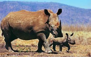 Preview wallpaper rhinoceroses, couple, baby, walk, grass