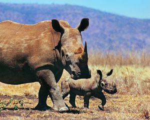 Preview wallpaper rhinoceroses, couple, baby, walk, grass