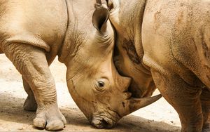 Preview wallpaper rhinoceroses, couple, horns