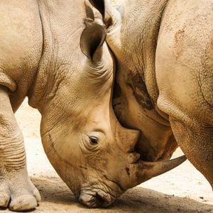 Preview wallpaper rhinoceroses, couple, horns
