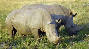 Preview wallpaper rhinoceroses, grass, food, field