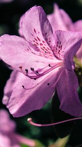 Preview wallpaper rhododendron, flower, petals, lilac