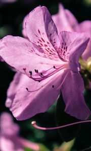 Preview wallpaper rhododendron, flower, petals, lilac