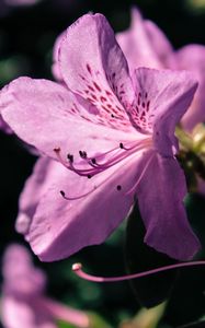 Preview wallpaper rhododendron, flower, petals, lilac