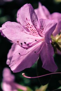 Preview wallpaper rhododendron, flower, petals, lilac