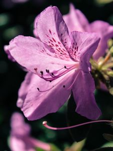 Preview wallpaper rhododendron, flower, petals, lilac