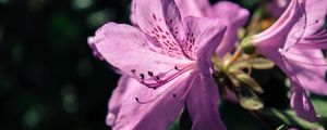 Preview wallpaper rhododendron, flower, petals, lilac